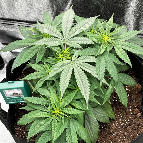Barbra bud growlog photo: Trim 2