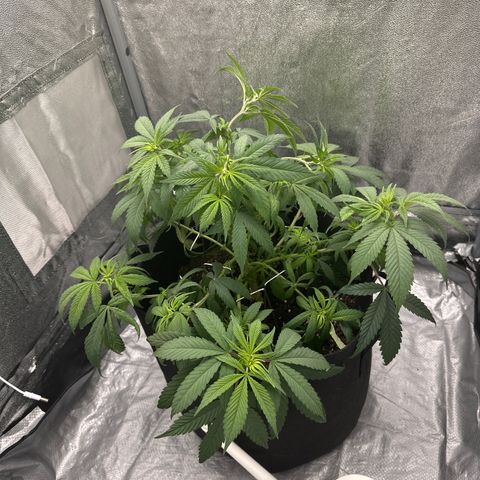 Barbra bud growlog timeline photo