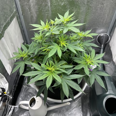 Barbra bud growlog timeline photo