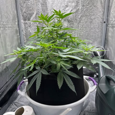 Barbra bud growlog timeline photo
