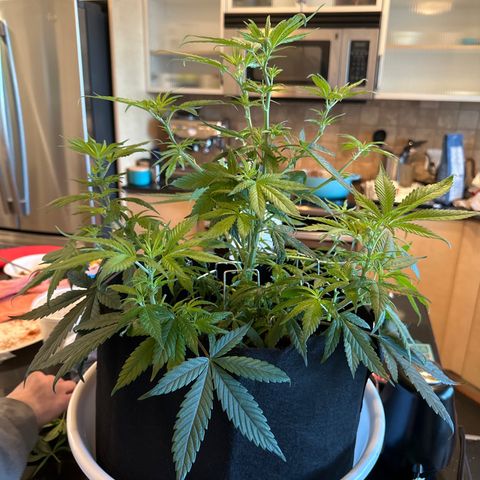 Barbra bud growlog timeline photo