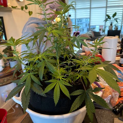 Barbra bud growlog timeline photo
