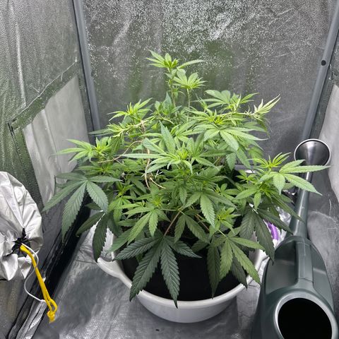 Barbra bud growlog timeline photo