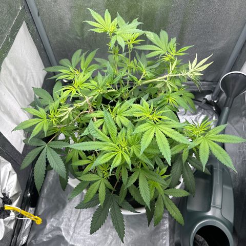 Barbra bud growlog timeline photo