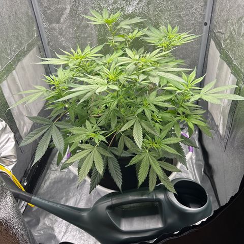Barbra bud growlog timeline photo