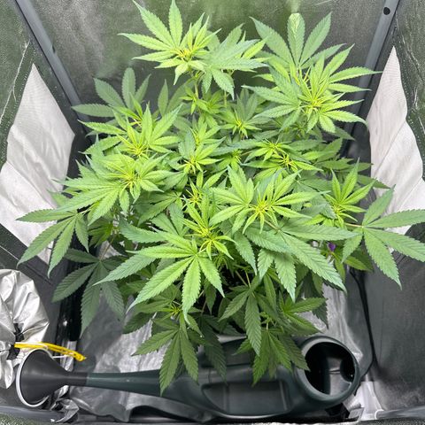 Barbra bud growlog timeline photo