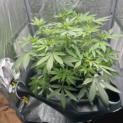 Barbra bud growlog timeline photo