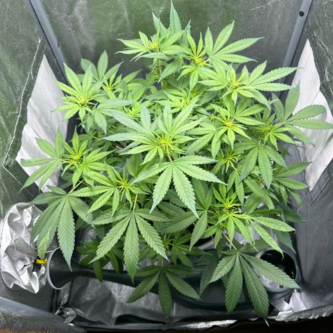 Barbra bud growlog timeline photo
