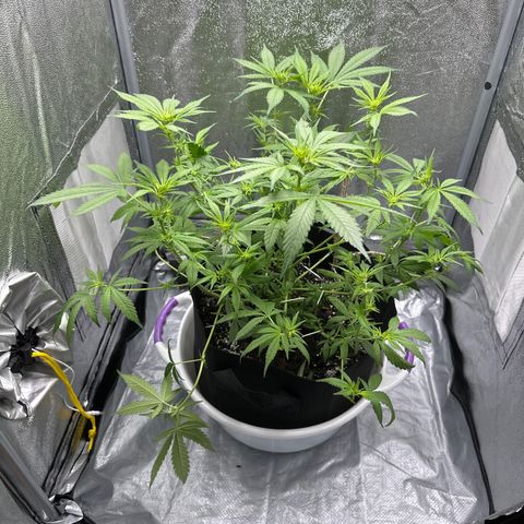 Barbra bud growlog timeline photo