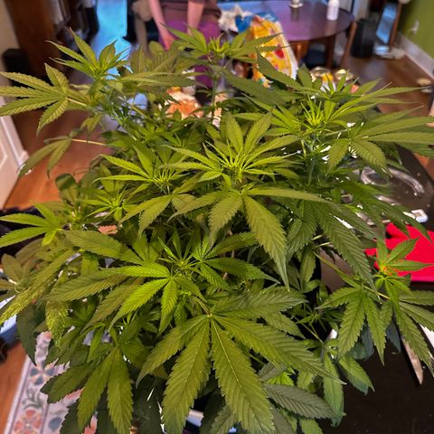 Barbra bud growlog timeline photo