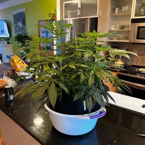 Barbra bud growlog timeline photo