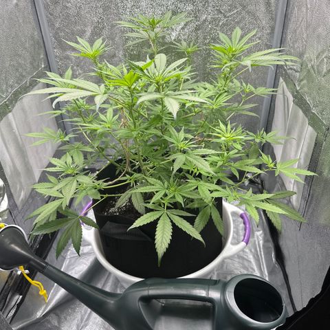 Barbra bud growlog timeline photo