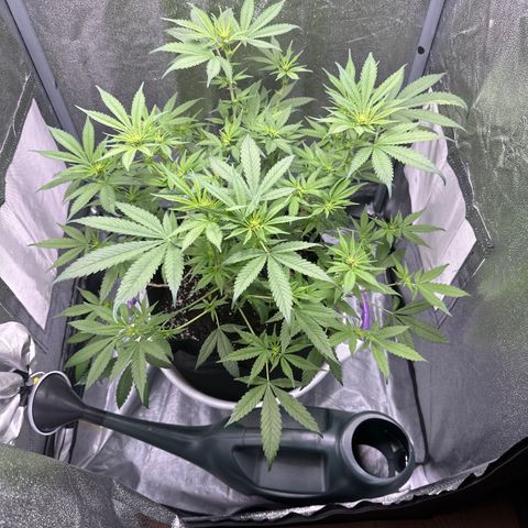 Barbra bud growlog timeline photo
