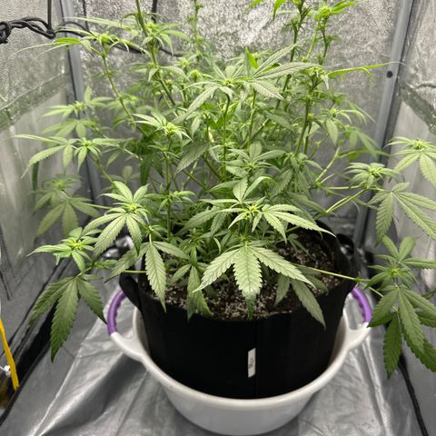 Barbra bud growlog timeline photo