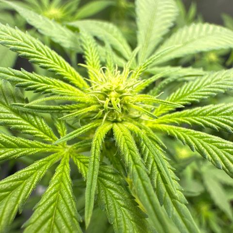 Barbra bud growlog timeline photo