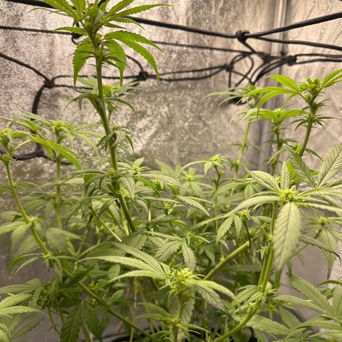 Barbra bud growlog timeline photo