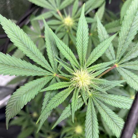 Barbra bud growlog timeline photo