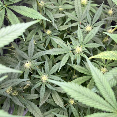 Barbra bud growlog timeline photo