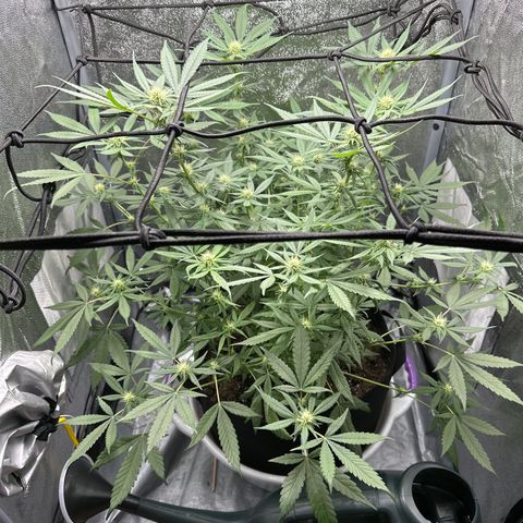 Barbra bud growlog timeline photo