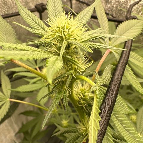Barbra bud growlog timeline photo