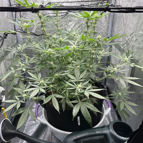 Barbra bud growlog timeline photo