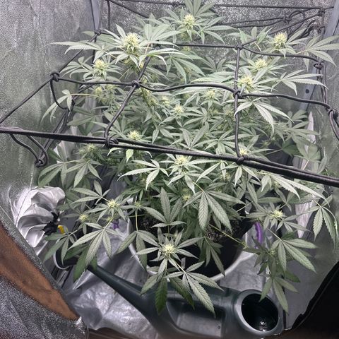 Barbra bud growlog timeline photo