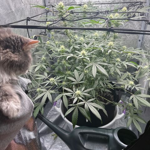 Barbra bud growlog timeline photo