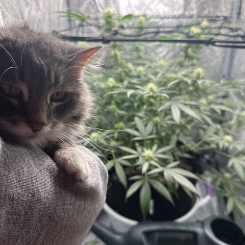 Barbra bud growlog timeline photo