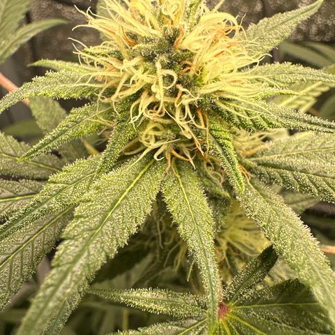 Barbra bud growlog timeline photo
