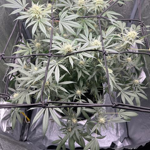 Barbra bud growlog timeline photo