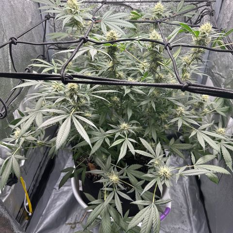 Barbra bud growlog timeline photo