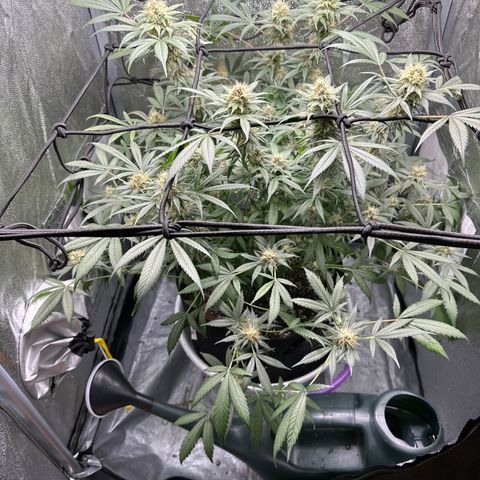 Barbra bud growlog timeline photo