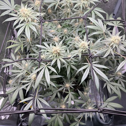 Barbra bud growlog timeline photo