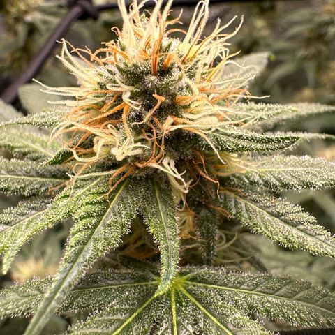 Barbra bud growlog timeline photo