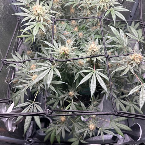 Barbra bud growlog timeline photo