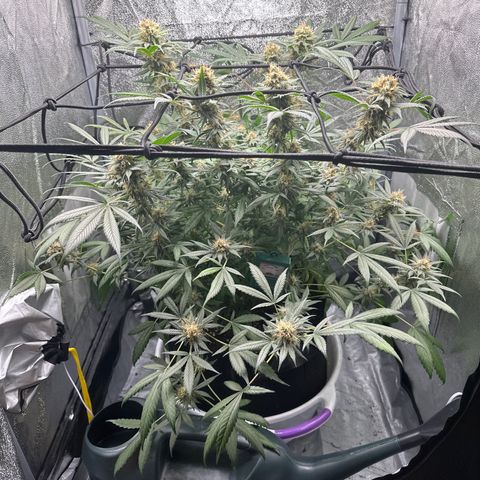 Barbra bud growlog timeline photo