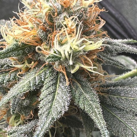 Barbra bud growlog timeline photo