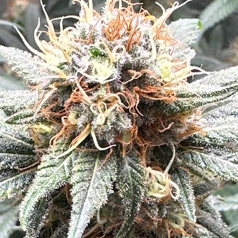 Barbra bud growlog timeline photo