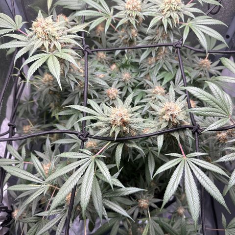 Barbra bud growlog timeline photo