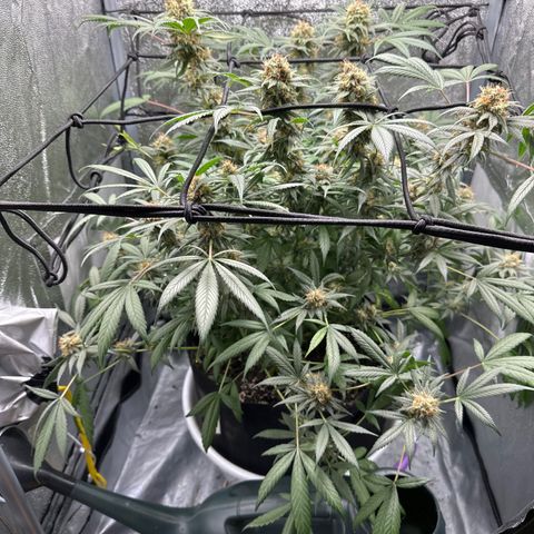 Barbra bud growlog timeline photo
