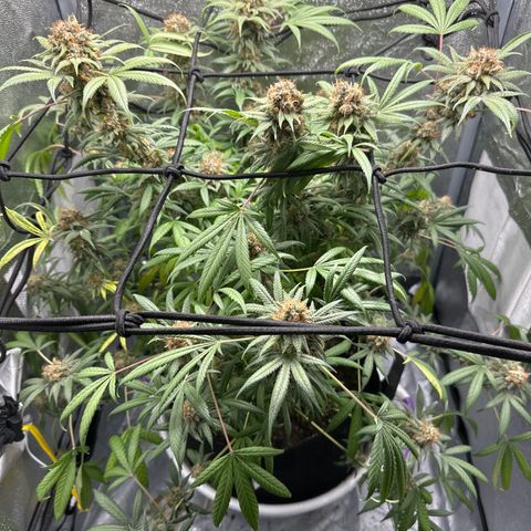 Barbra bud growlog timeline photo