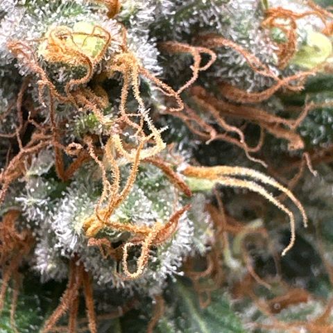 Barbra bud growlog timeline photo