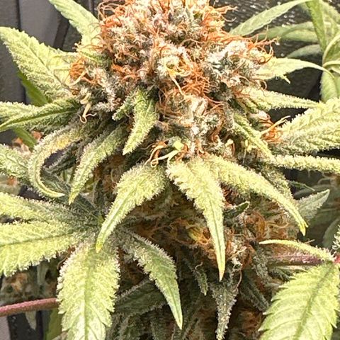Barbra bud growlog timeline photo