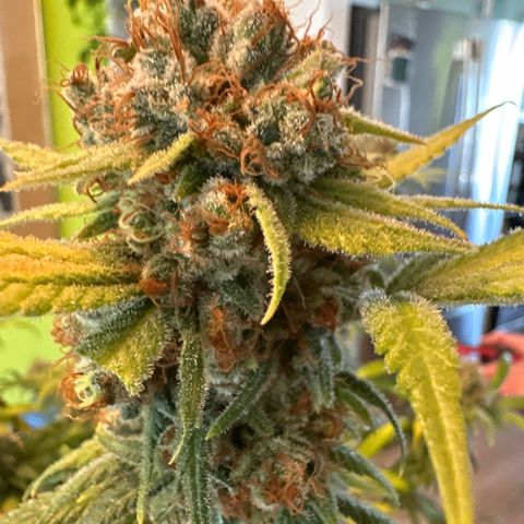 Barbra bud growlog timeline photo
