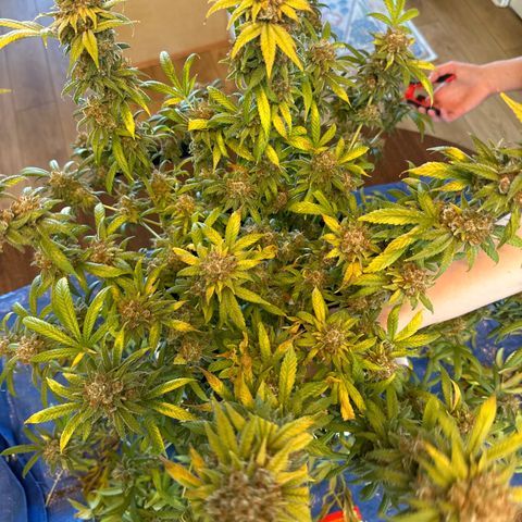 Barbra bud growlog timeline photo