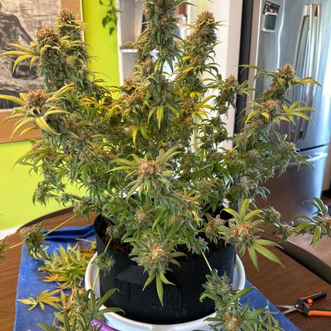Barbra bud growlog timeline photo