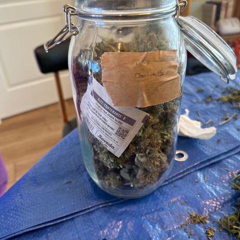 Barbra bud growlog timeline photo