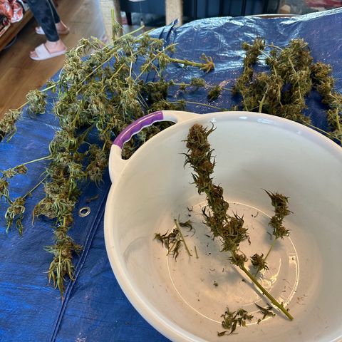 Barbra bud growlog timeline photo