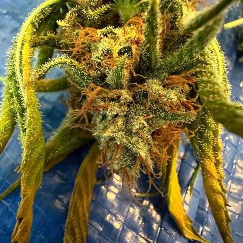Barbra bud growlog timeline photo