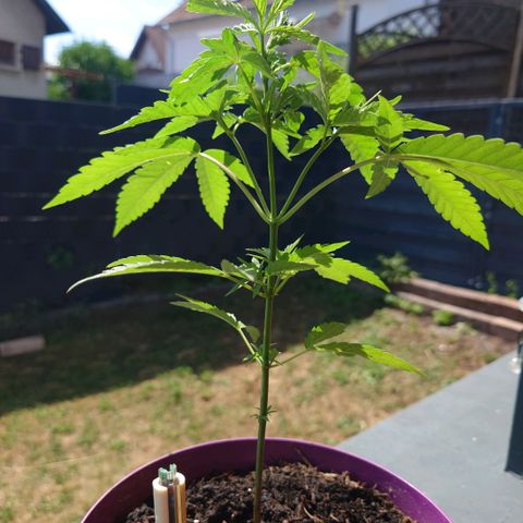 Unknown growlog timeline photo
